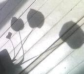 c0062796_1028139.jpg
