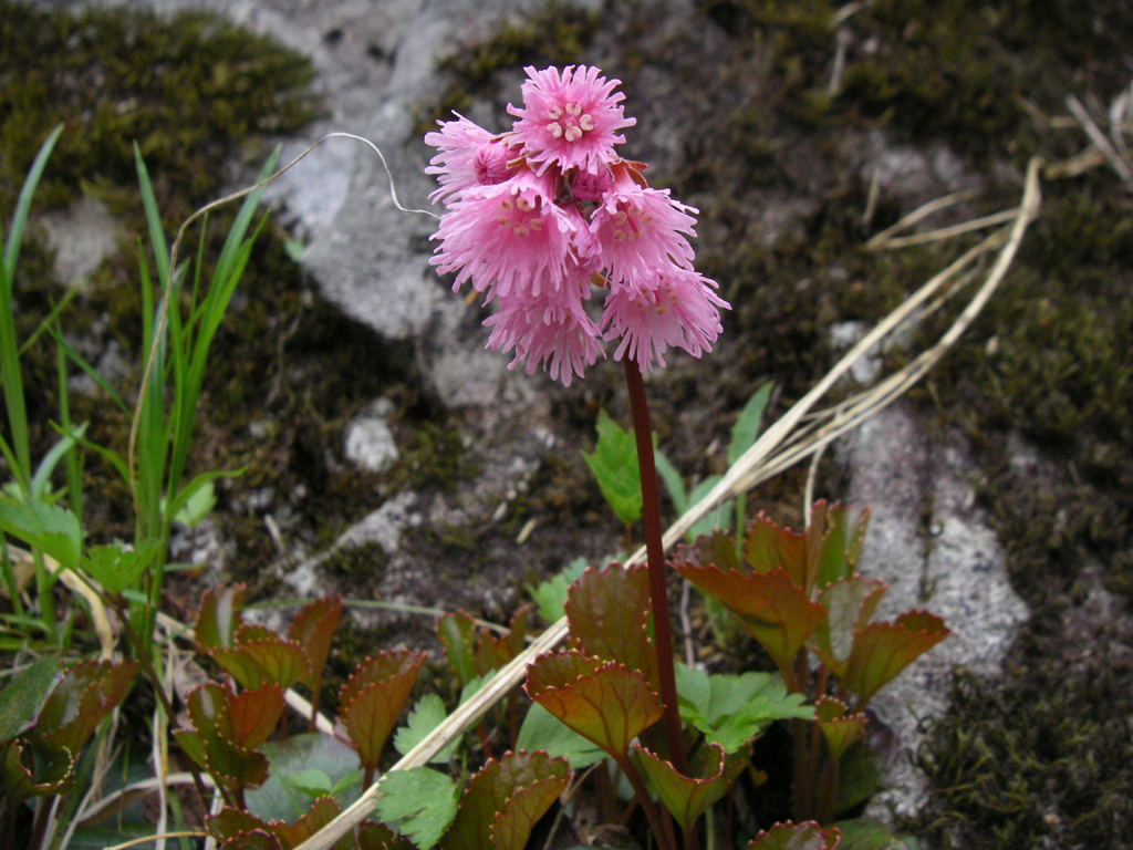 b0062024_6353679.jpg
