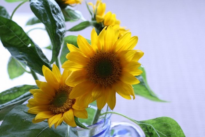 f0055228_163879.jpg