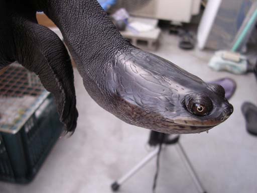 e0119439_21413493.jpg