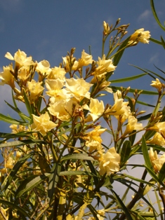 c0122445_1055935.jpg
