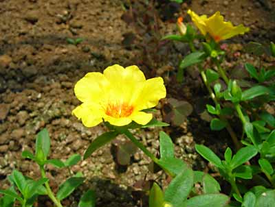e0097770_1713948.jpg