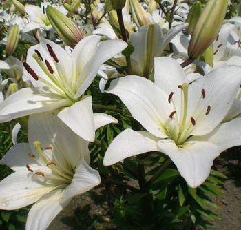 e0085772_1695196.gif