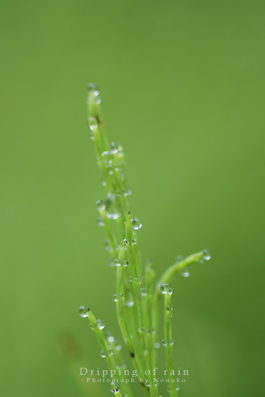 c0106977_061637.jpg