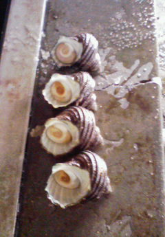 c0037103_10243930.jpg
