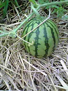c0103205_19114531.jpg