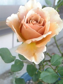 e0098908_235388.jpg