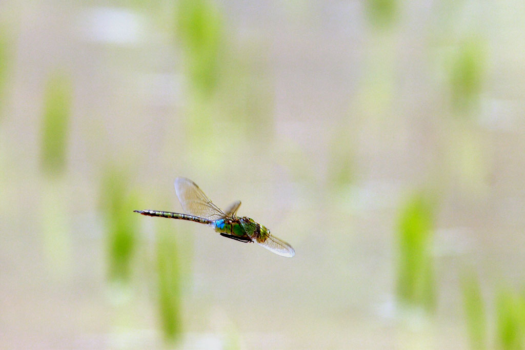 d0085715_23582976.jpg