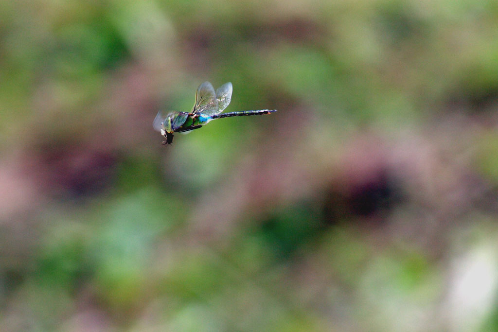 d0085715_23583859.jpg