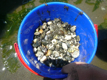 e0065031_5334666.jpg