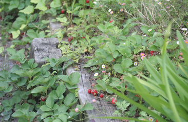 e0086148_21411236.jpg