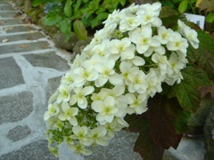 c0102268_2150532.jpg