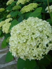c0102268_21511272.jpg