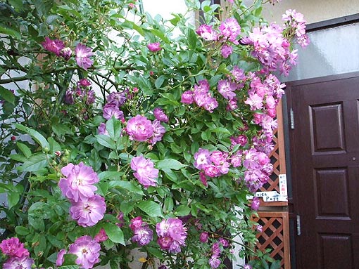 f0019498_196368.jpg
