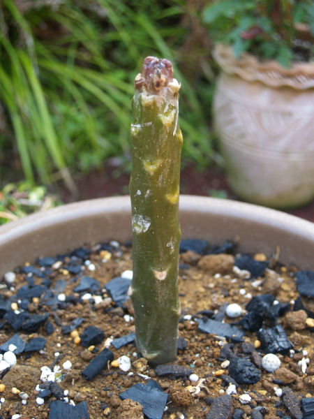 e0089001_22253431.jpg