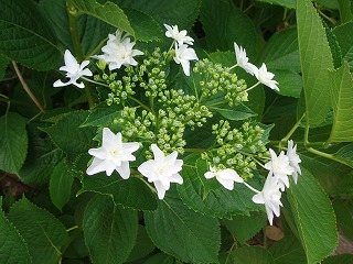 e0121110_2118505.jpg