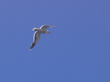 e0111220_1113195.jpg