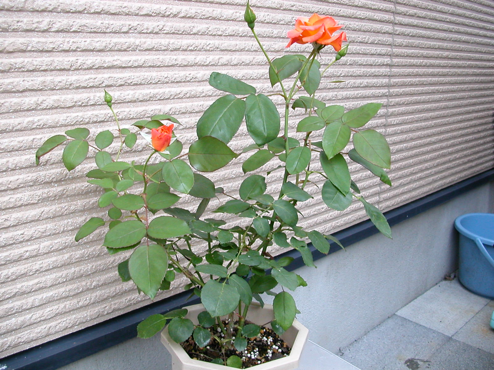e0033229_22235271.jpg