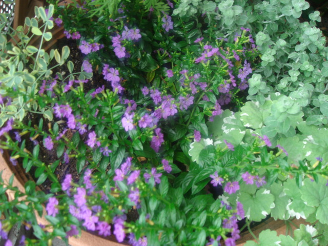 c0100534_11162965.jpg