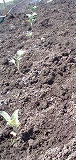 e0004756_21162548.jpg