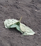 e0004756_21211721.jpg
