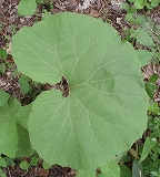 e0004756_21292733.jpg
