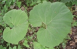 e0004756_21295895.jpg