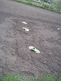 e0004756_2133195.jpg