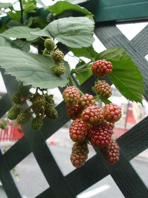 e0008586_23263833.jpg