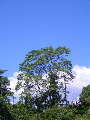 d0069498_11905.jpg