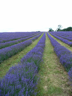 e0046112_7304664.jpg