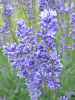 e0046112_739755.jpg