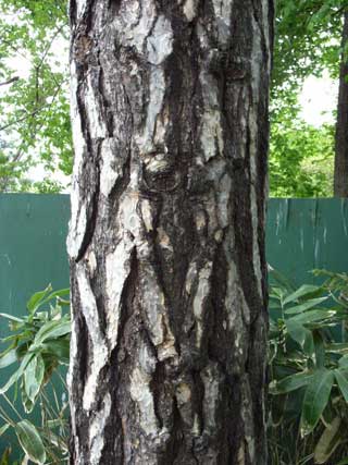 e0049318_142550100.jpg