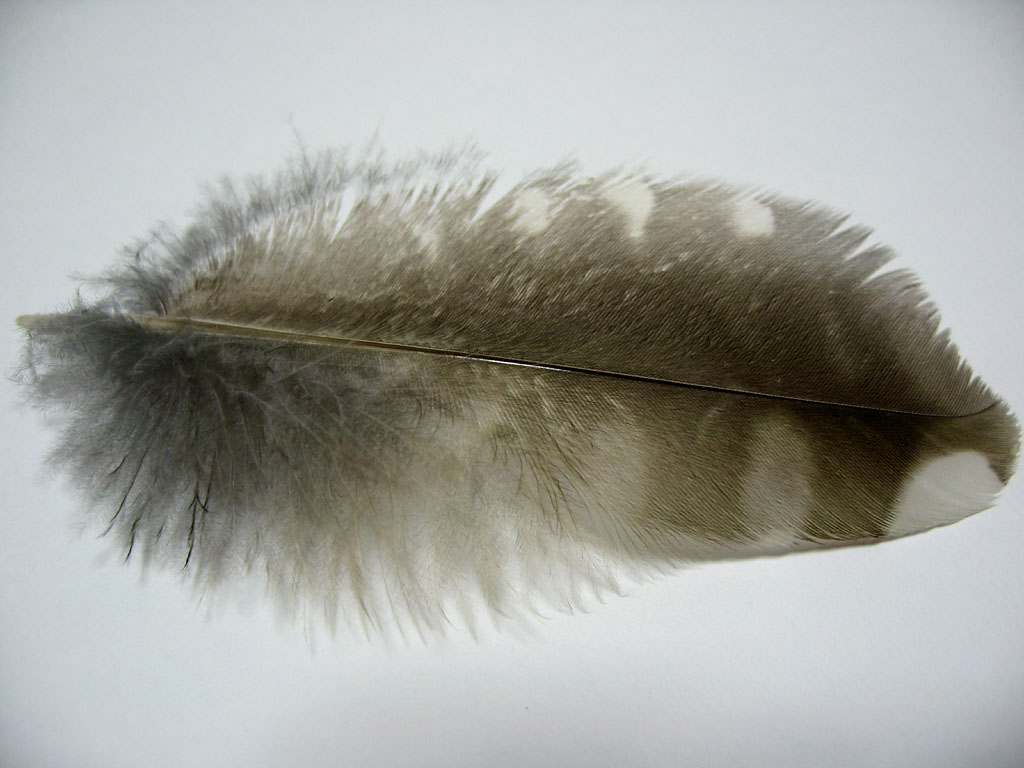 f0003418_21364824.jpg
