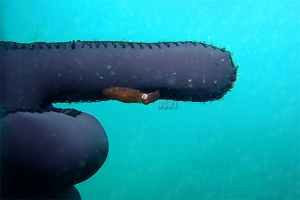 b0044726_9104775.jpg