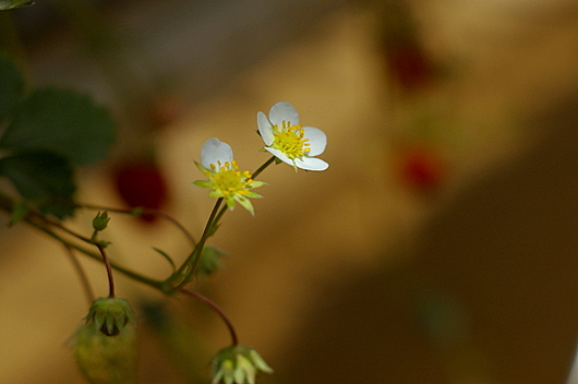 c0045129_22243719.jpg