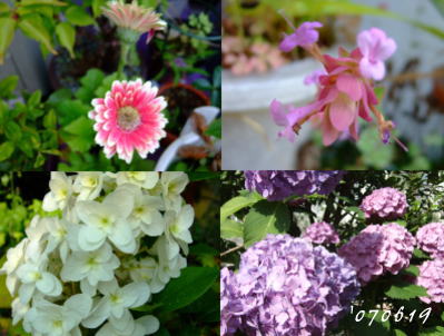 6月19日庭の花
