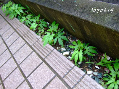6月19日整列するすずめうり