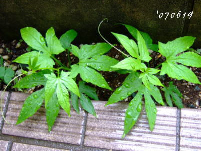 6月19日ツルが伸びたすずめうり