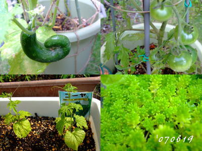 6月19日野菜を作ろう