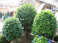 a0038882_174890.jpg