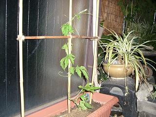 e0119003_2313281.jpg