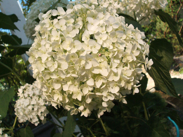 e0117805_1505593.jpg