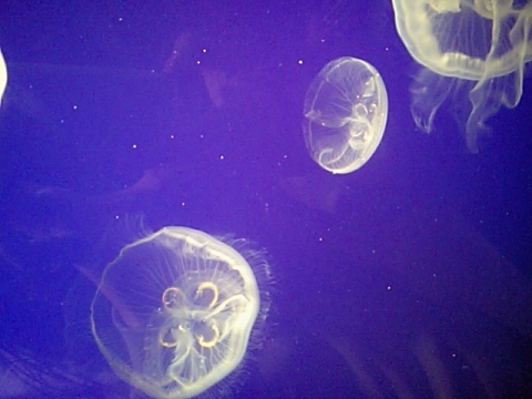 a0000014_22331266.jpg