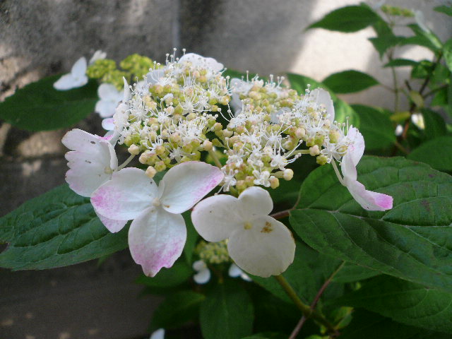 e0026017_9183933.jpg