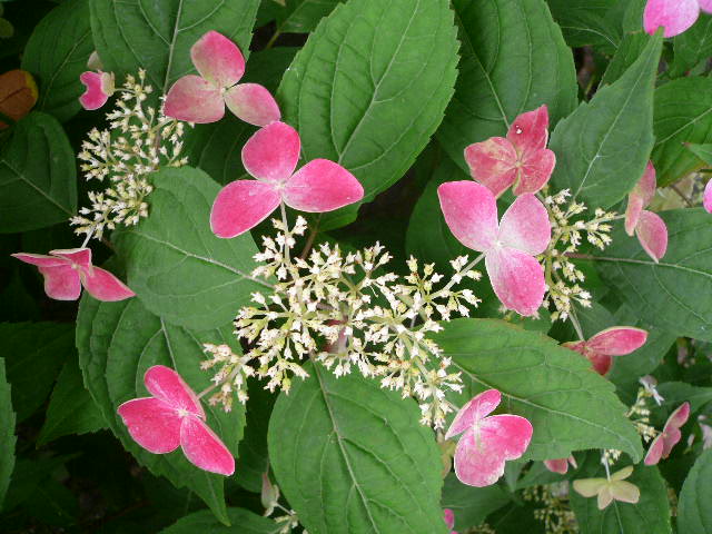 e0026017_9194833.jpg