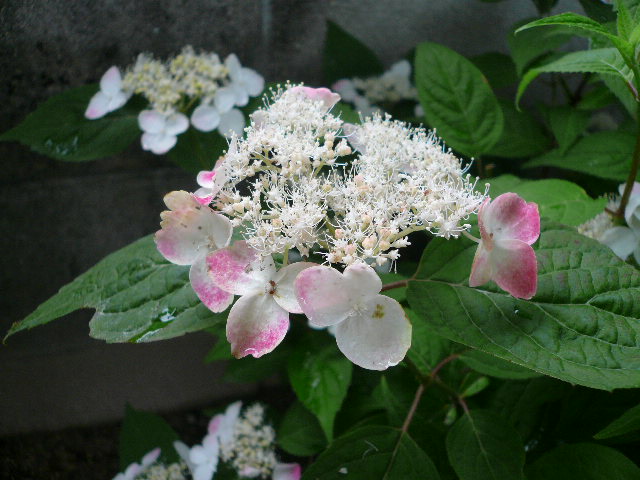 e0026017_919552.jpg