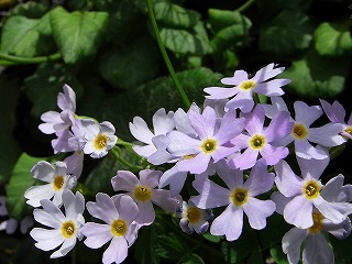 f0003138_1315899.jpg