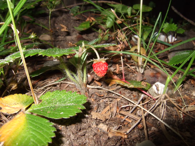 e0104154_8193962.jpg
