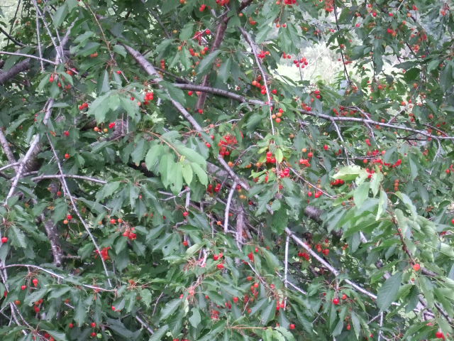 e0104154_8281743.jpg